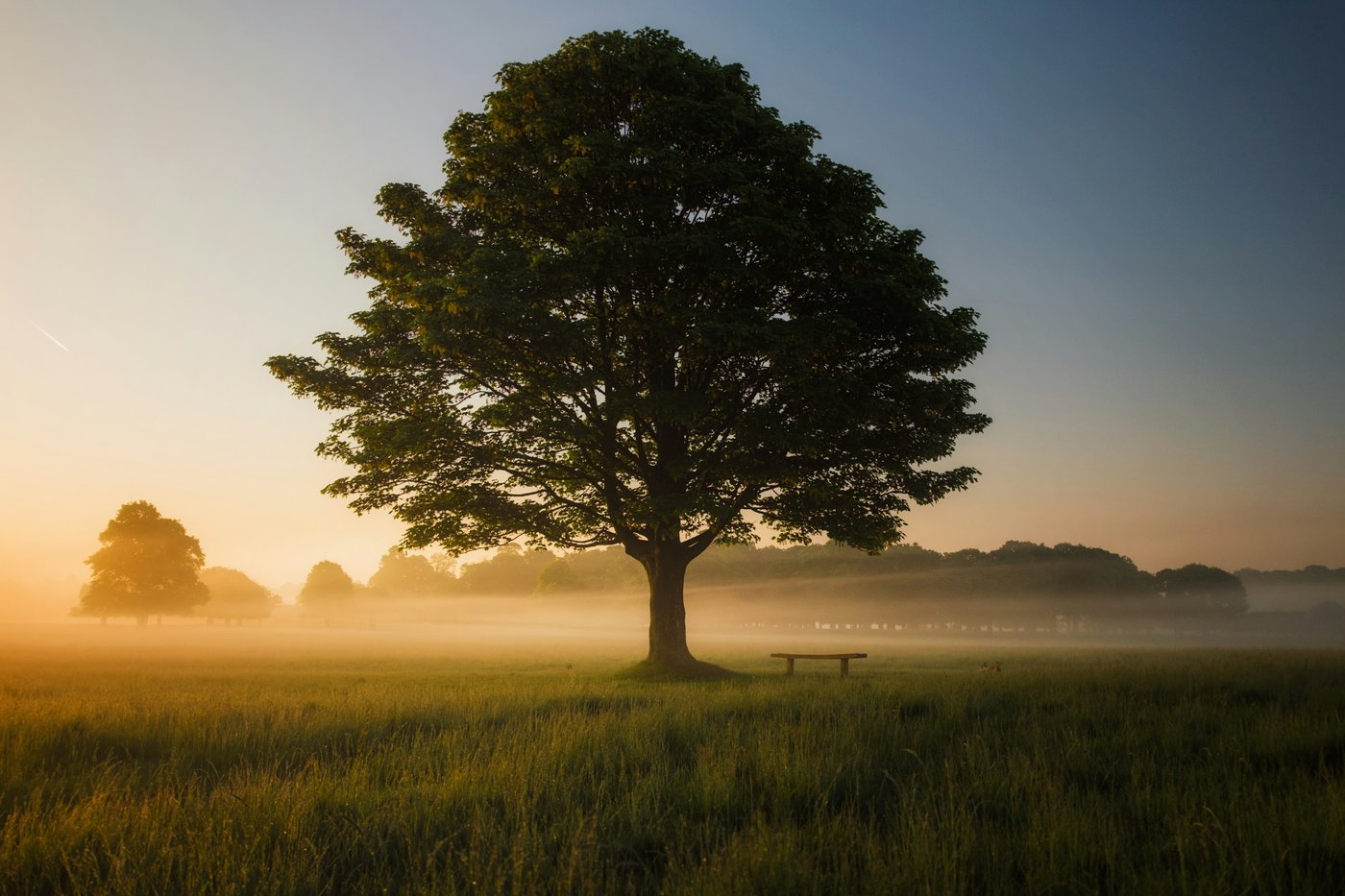 A solitary oak tree in an open prairie at sunrise
